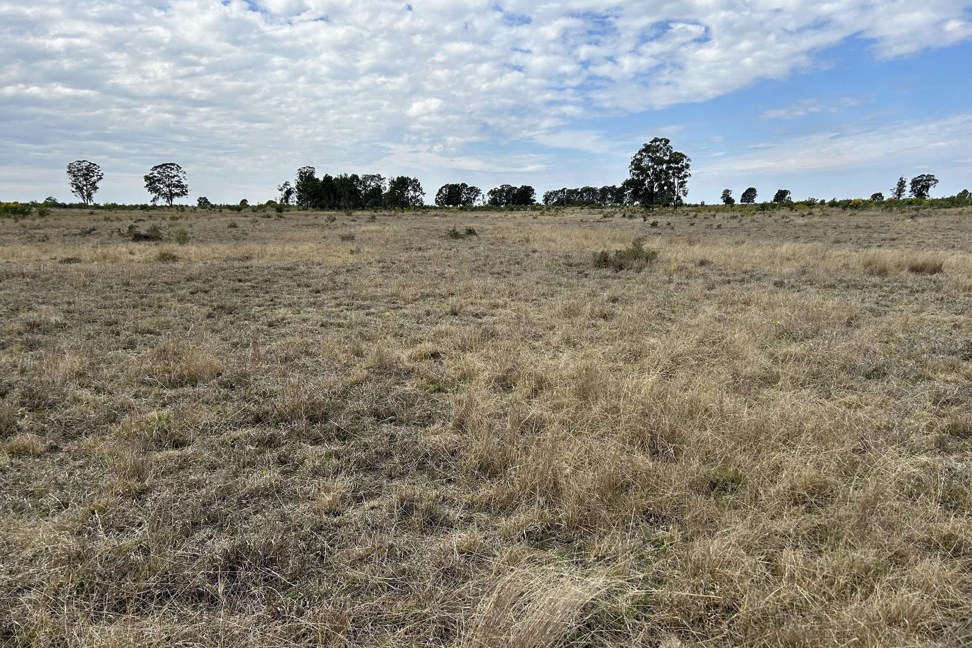 "Sedgwick" Chinchilla - Tara Road, Tara Sold by Farmbuy.com - image 14