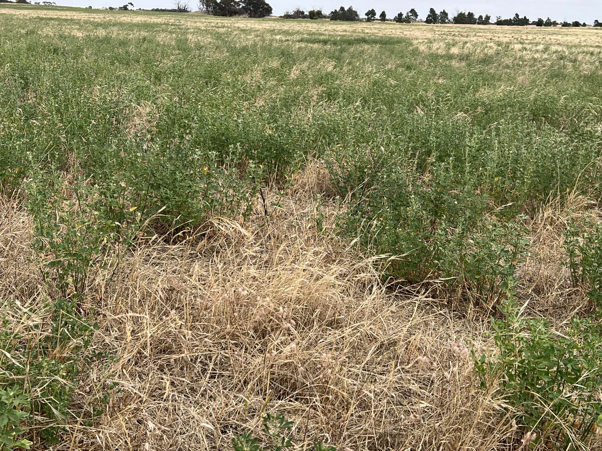 1412 Red Bluff Road, Bordertown For Sale by Farmbuy.com - image 22