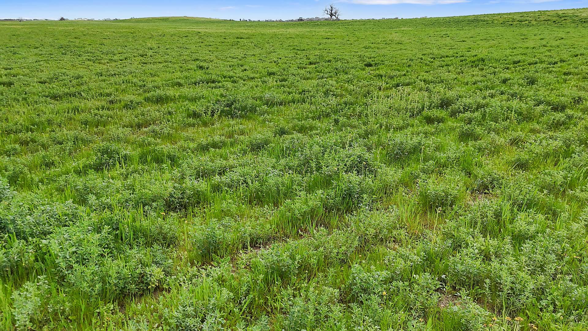 1412 Red Bluff Road, Bordertown For Sale by Farmbuy.com - image 5
