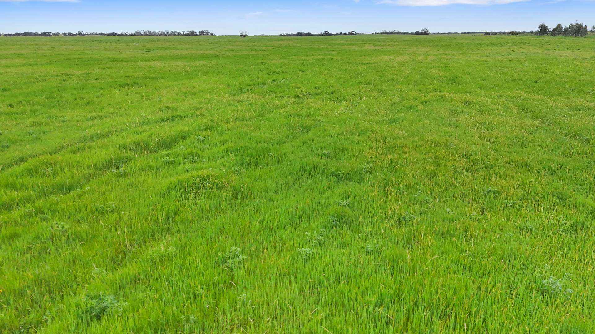 1412 Red Bluff Road, Bordertown For Sale by Farmbuy.com - image 3