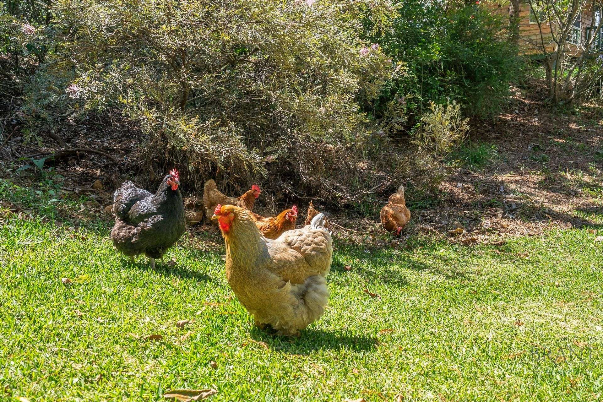 392 Mountain View Road, Maleny For Sale by Farmbuy.com - image 26