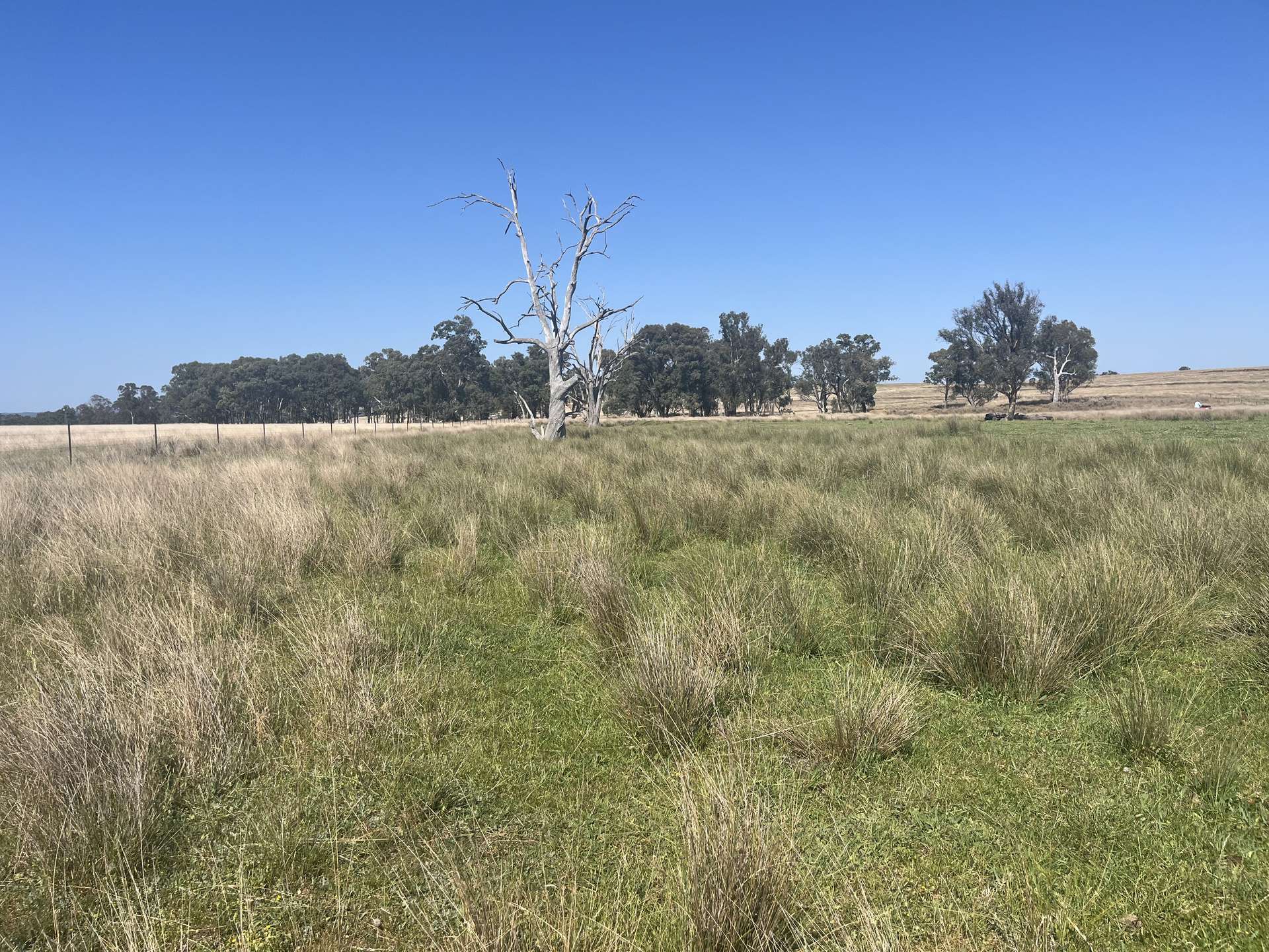 "Block Four" 465 Napier Lane, Coonabarabran Sold by Farmbuy.com - image 11