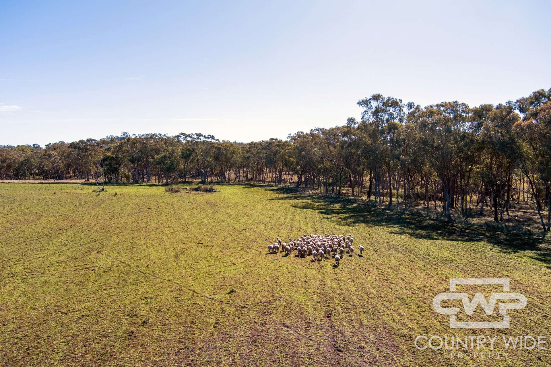 Lot 8, - Emmaville Road, Emmaville For Sale by Farmbuy.com - image 4