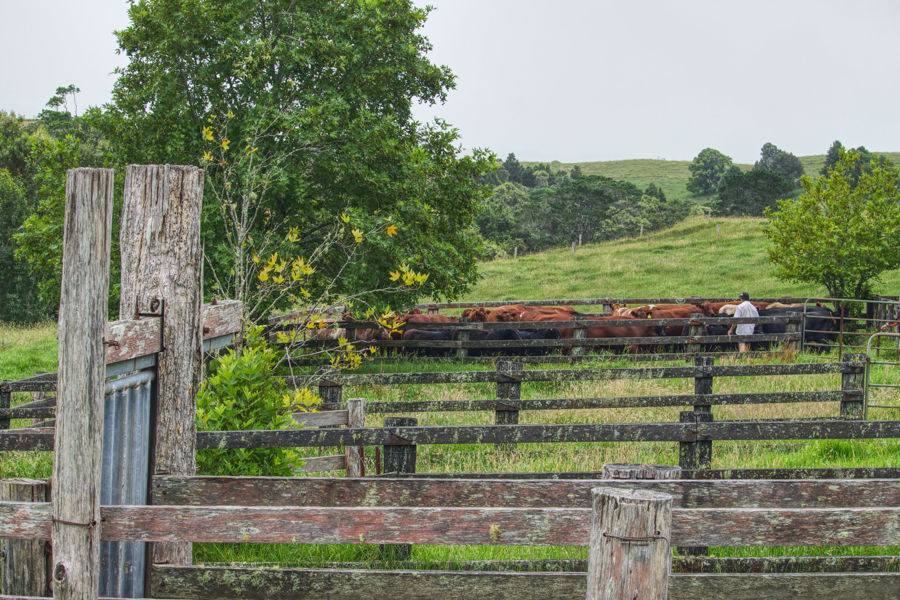 Dorrigo Sold by Farmbuy.com - image 9