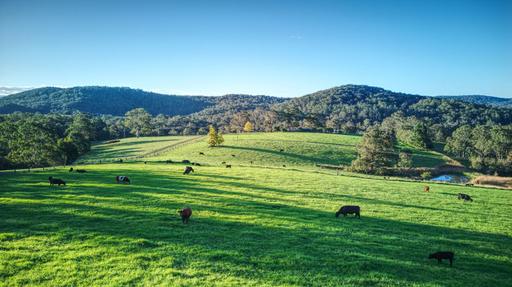 Dorrigo NSW 2453