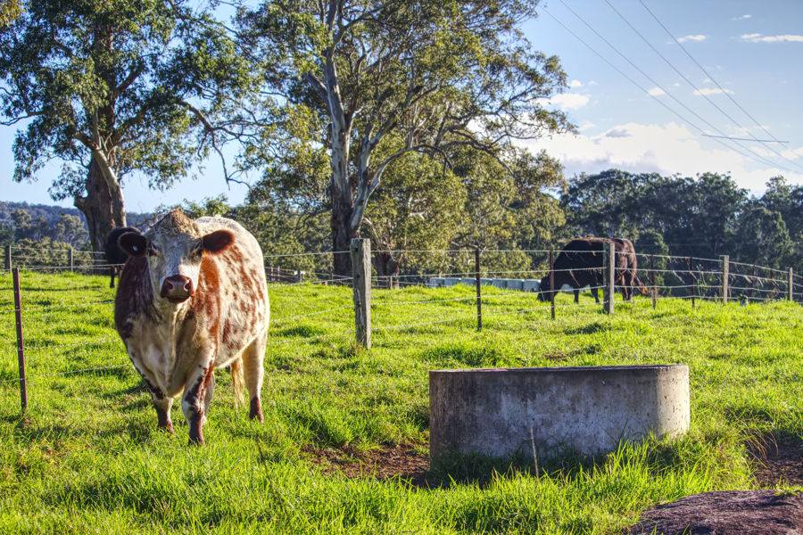 Dorrigo For Sale by Farmbuy.com - image 32