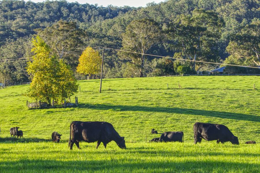 Dorrigo For Sale by Farmbuy.com - image 4