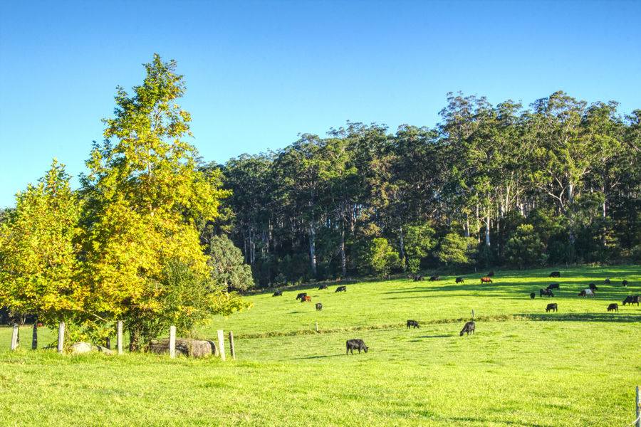 Dorrigo For Sale by Farmbuy.com - image 14