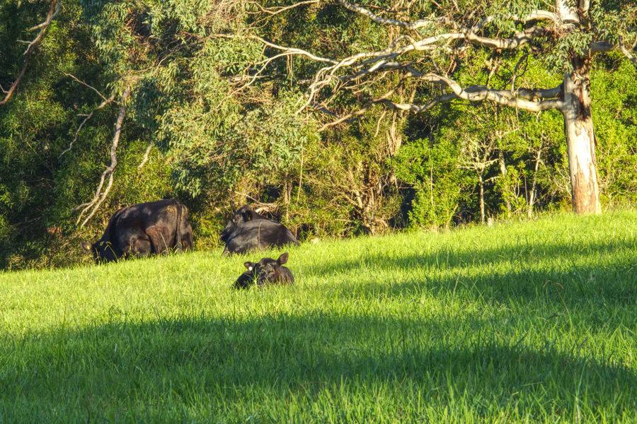 Dorrigo For Sale by Farmbuy.com - image 15