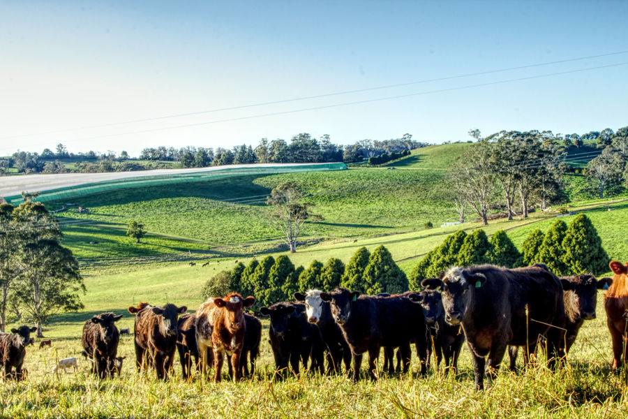 Dorrigo Sold by Farmbuy.com - image 6