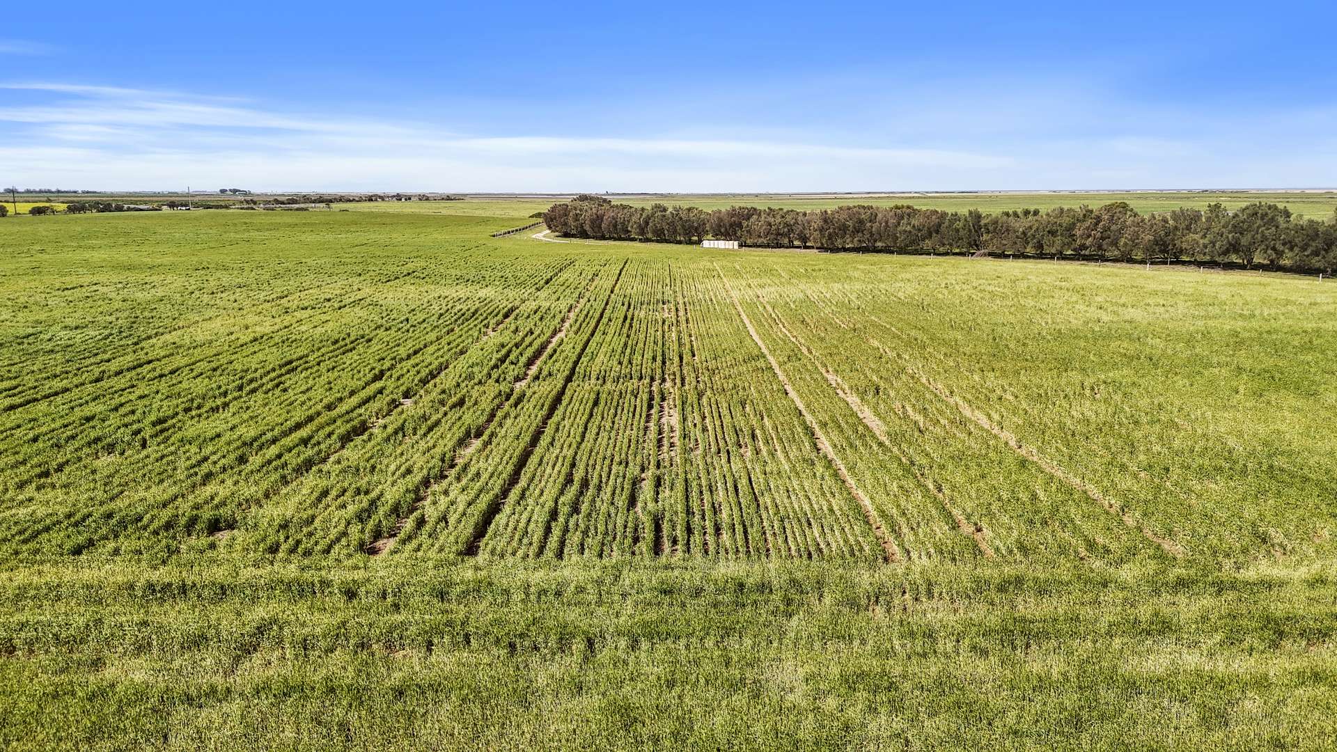 Lot 1 Tolderol Road, Langhorne Creek For Sale by Farmbuy.com - image 13
