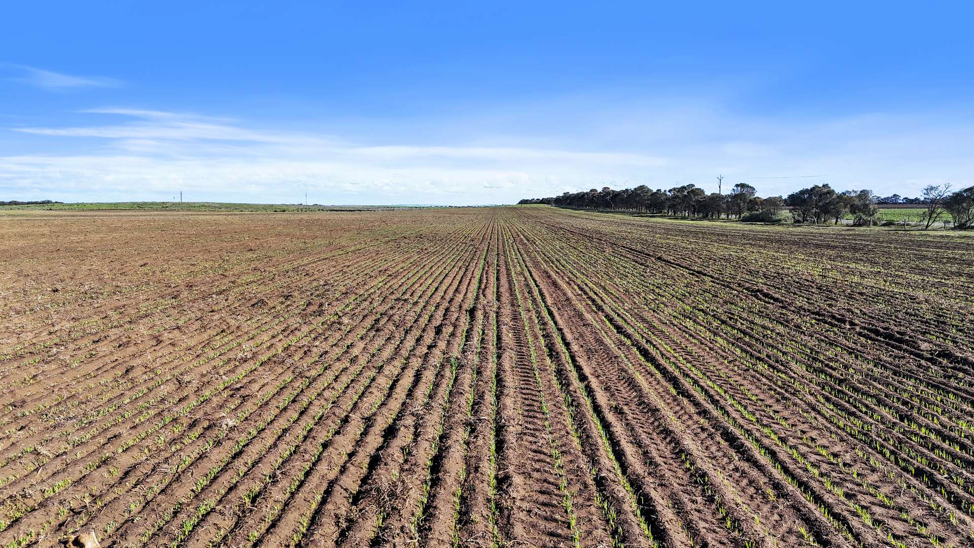 Lot 1 Tolderol Road, Langhorne Creek For Sale by Farmbuy.com - image 5