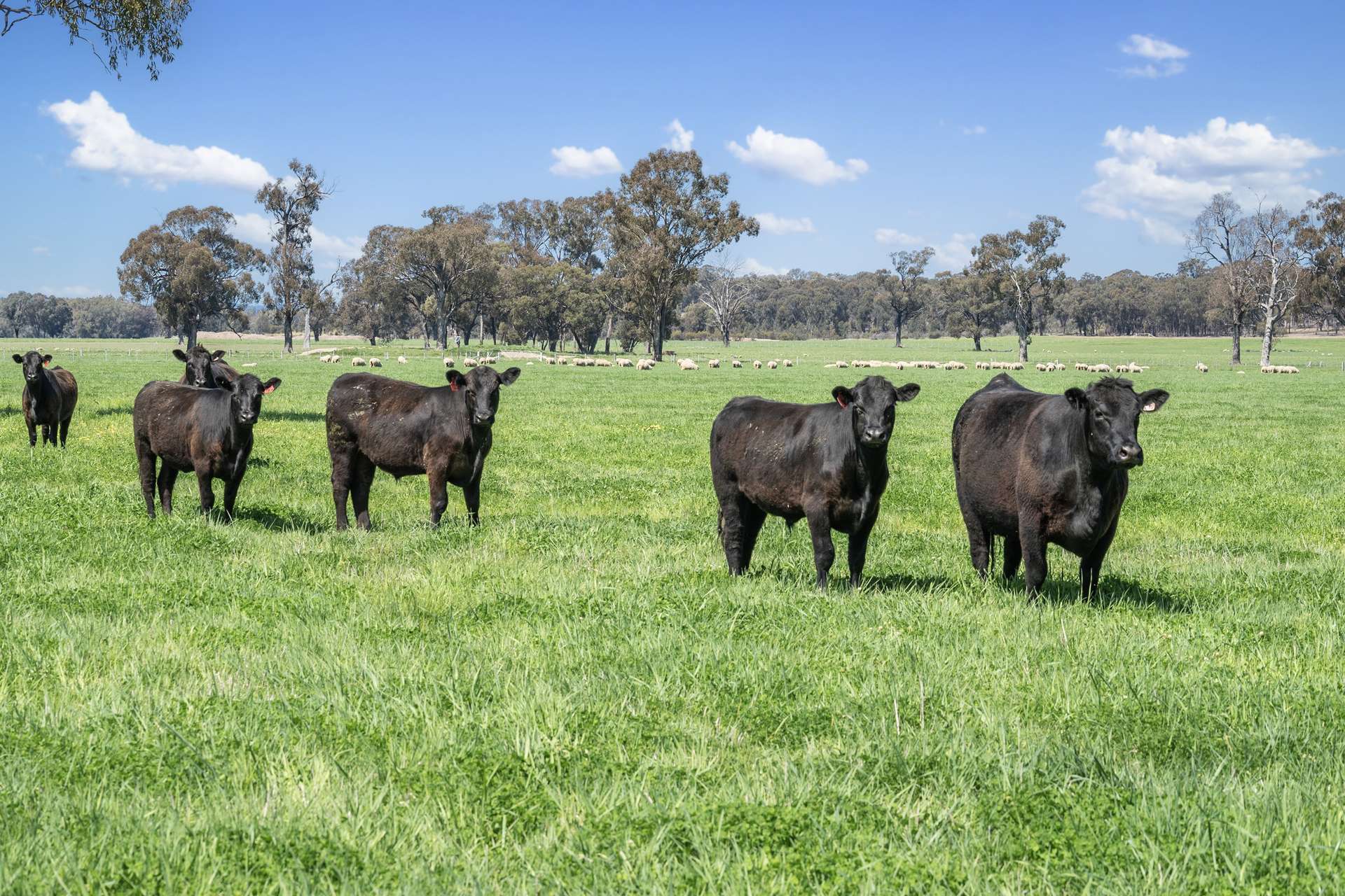 Crn Of Basin & Carroll Road, Tarnook For Sale by Farmbuy.com - image 13