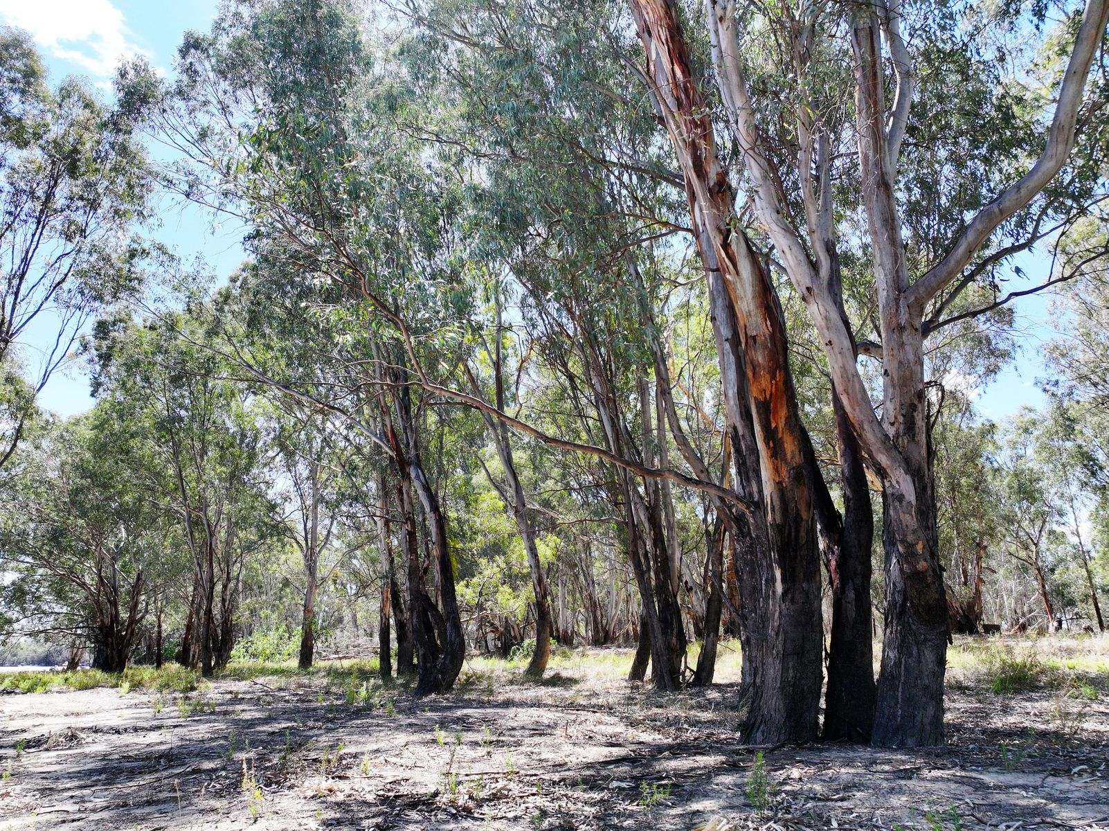 Lot 14 Renmark Road, Wentworth For Sale by Farmbuy.com - image 6