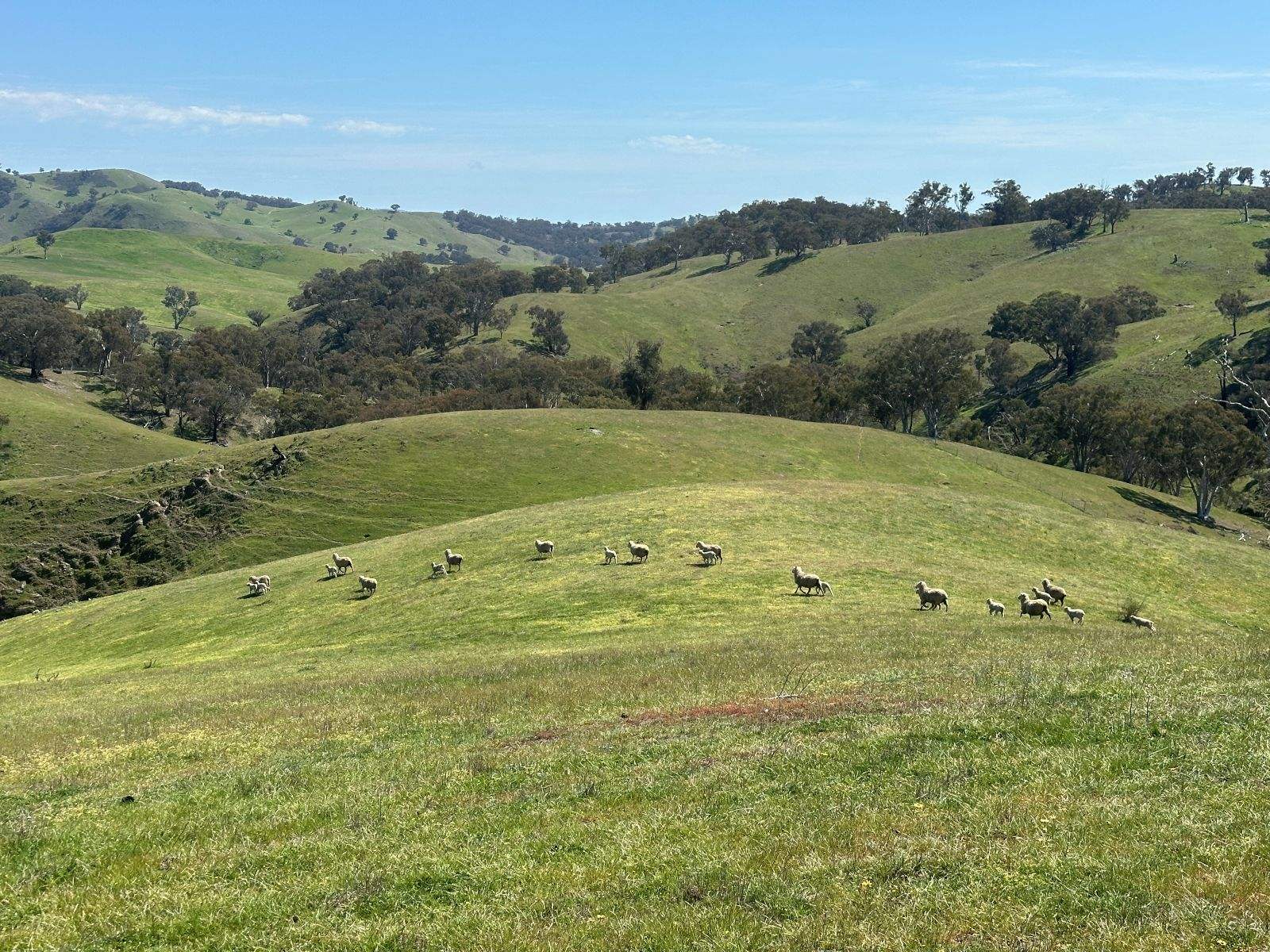 1208 Sawyers Gully, Yass For Sale by Farmbuy.com - image 9