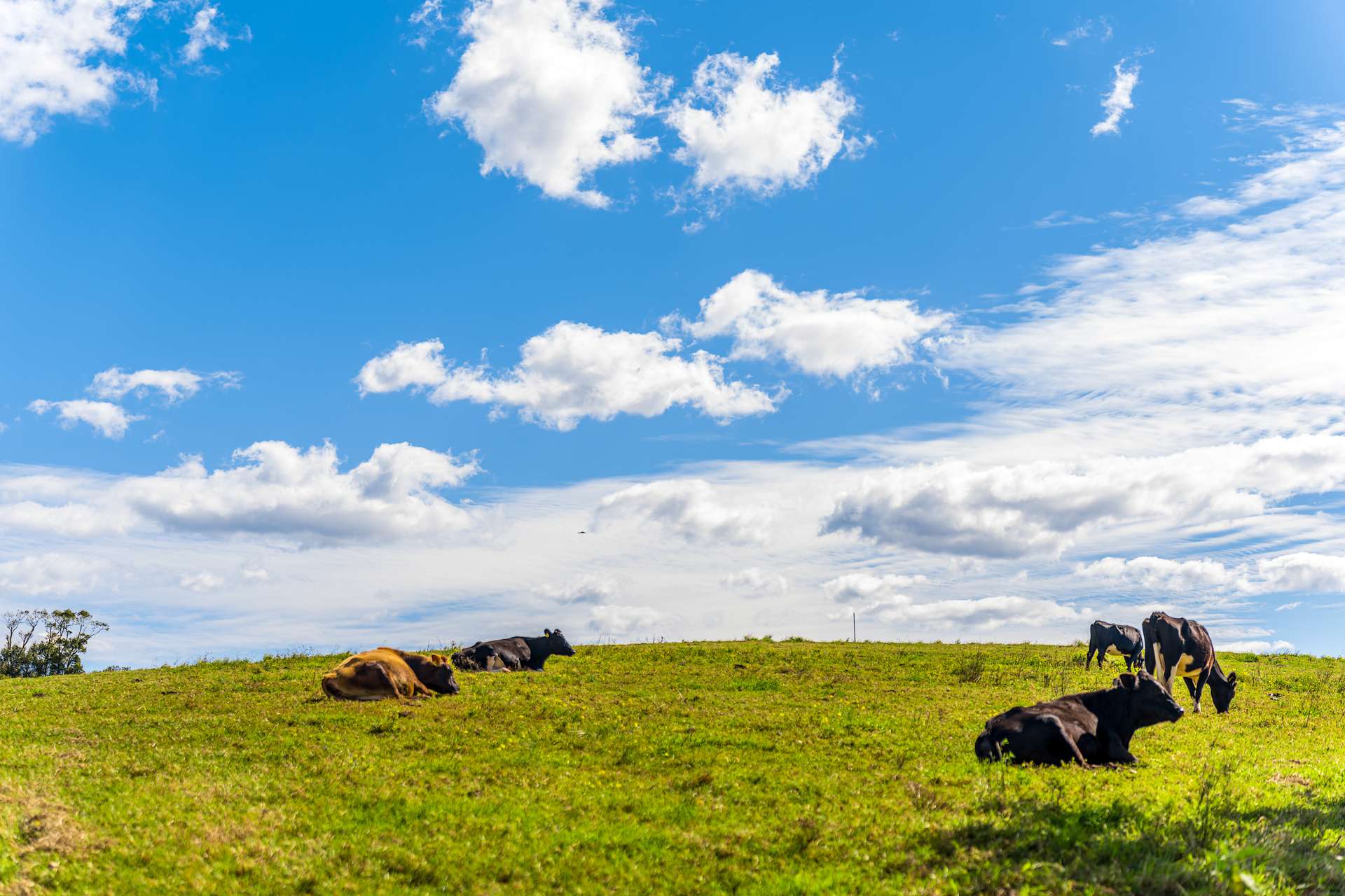 369 Coolamon Scenic Drive, Coorabell For Sale by Farmbuy.com - image 17