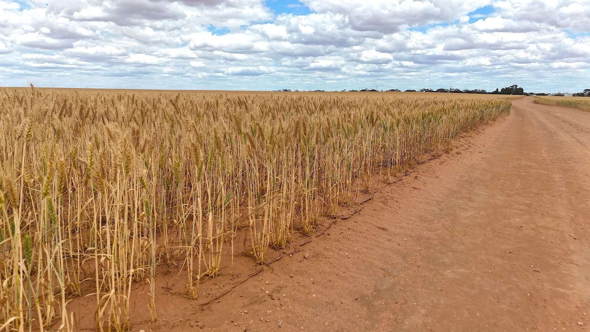 'Moyall' North West Angle Road, Carwarp For Sale by Farmbuy.com - image 12