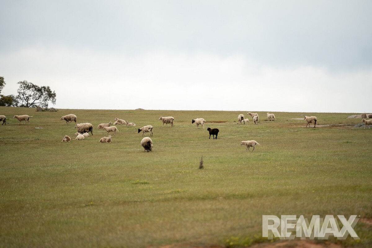 417 Twelve Mile Road, Yarragundry For Sale by Farmbuy.com - image 3