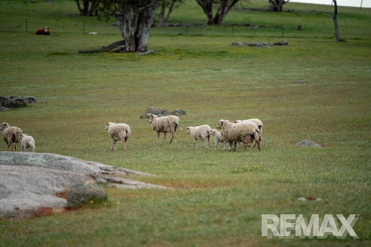 417 Twelve Mile Road, Yarragundry For Sale by Farmbuy.com - image 28