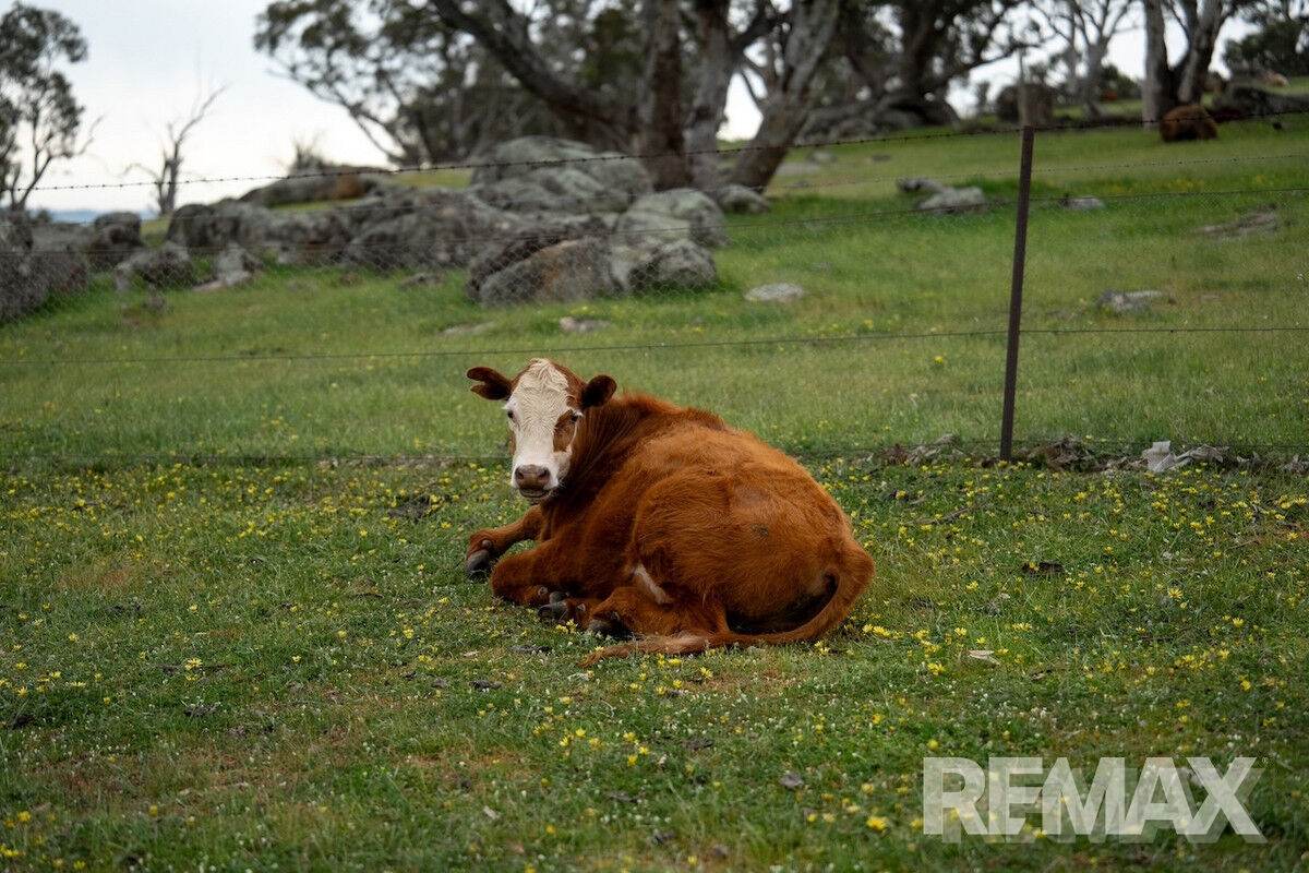 417 Twelve Mile Road, Yarragundry For Sale by Farmbuy.com - image 29