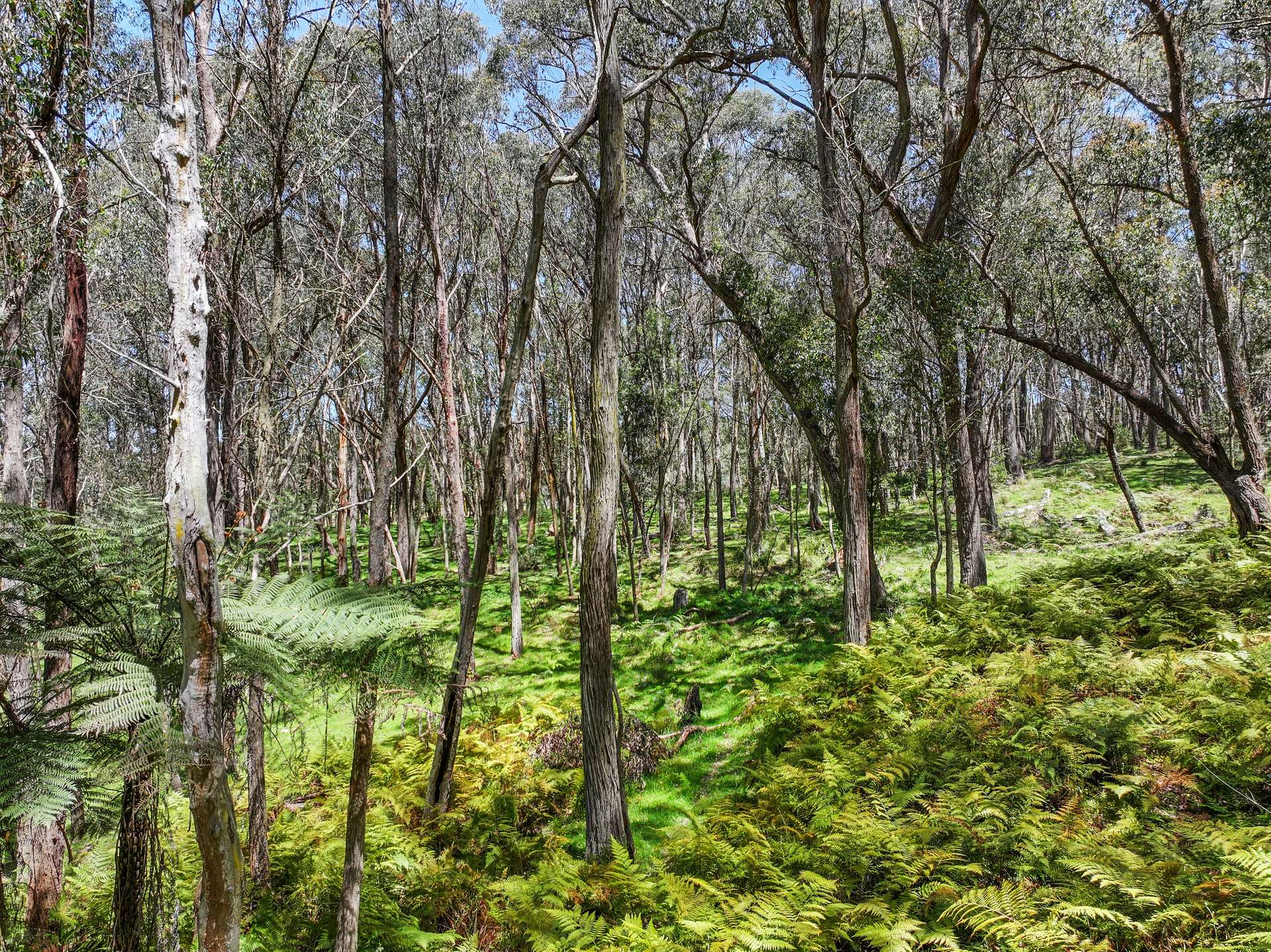 12 Bluebell Road, Braidwood For Sale by Farmbuy.com - image 21