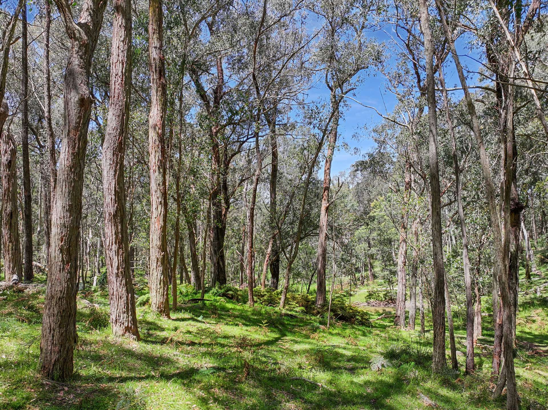 12 Bluebell Road, Braidwood For Sale by Farmbuy.com - image 22