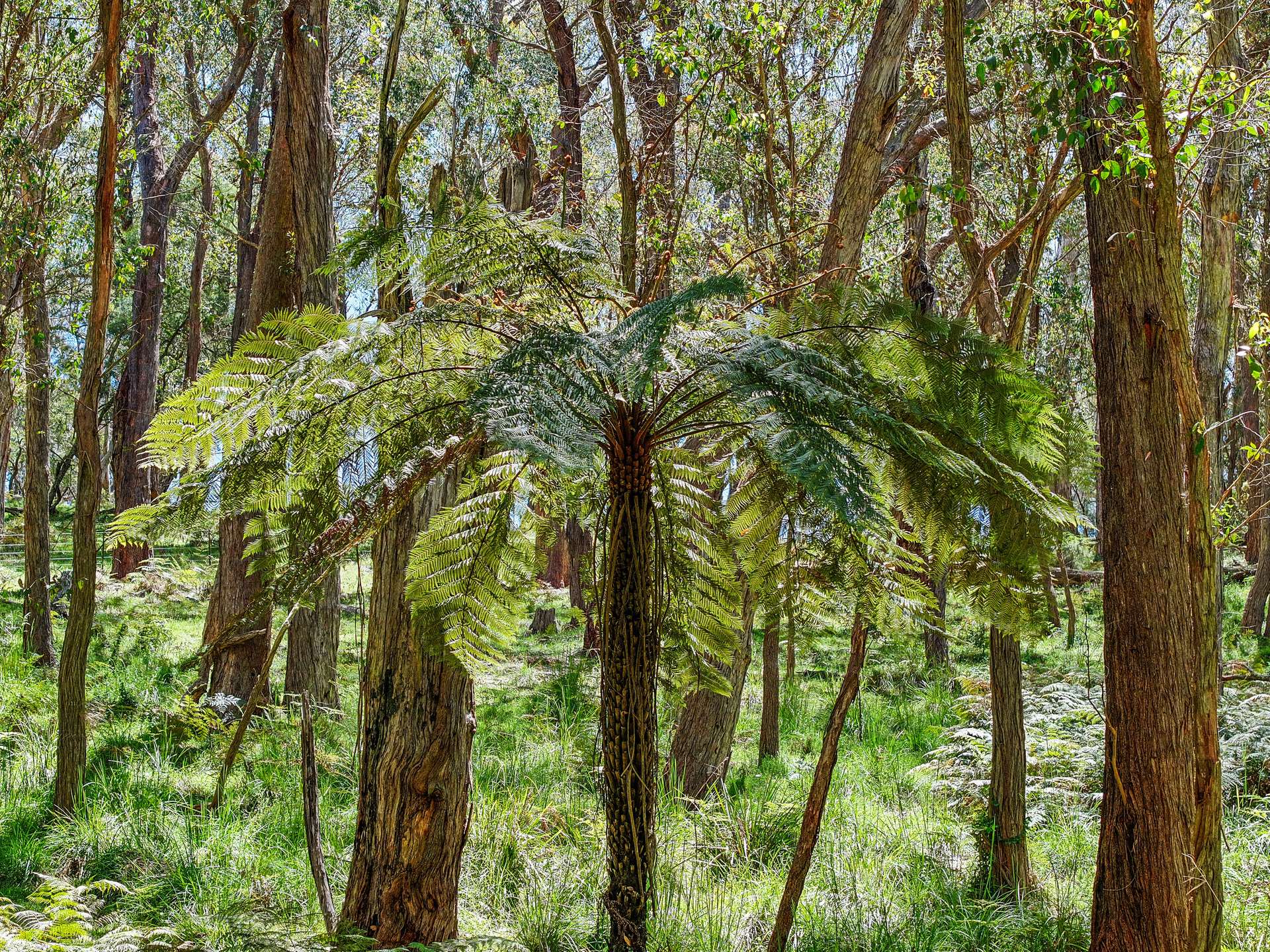 12 Bluebell Road, Braidwood For Sale by Farmbuy.com - image 20