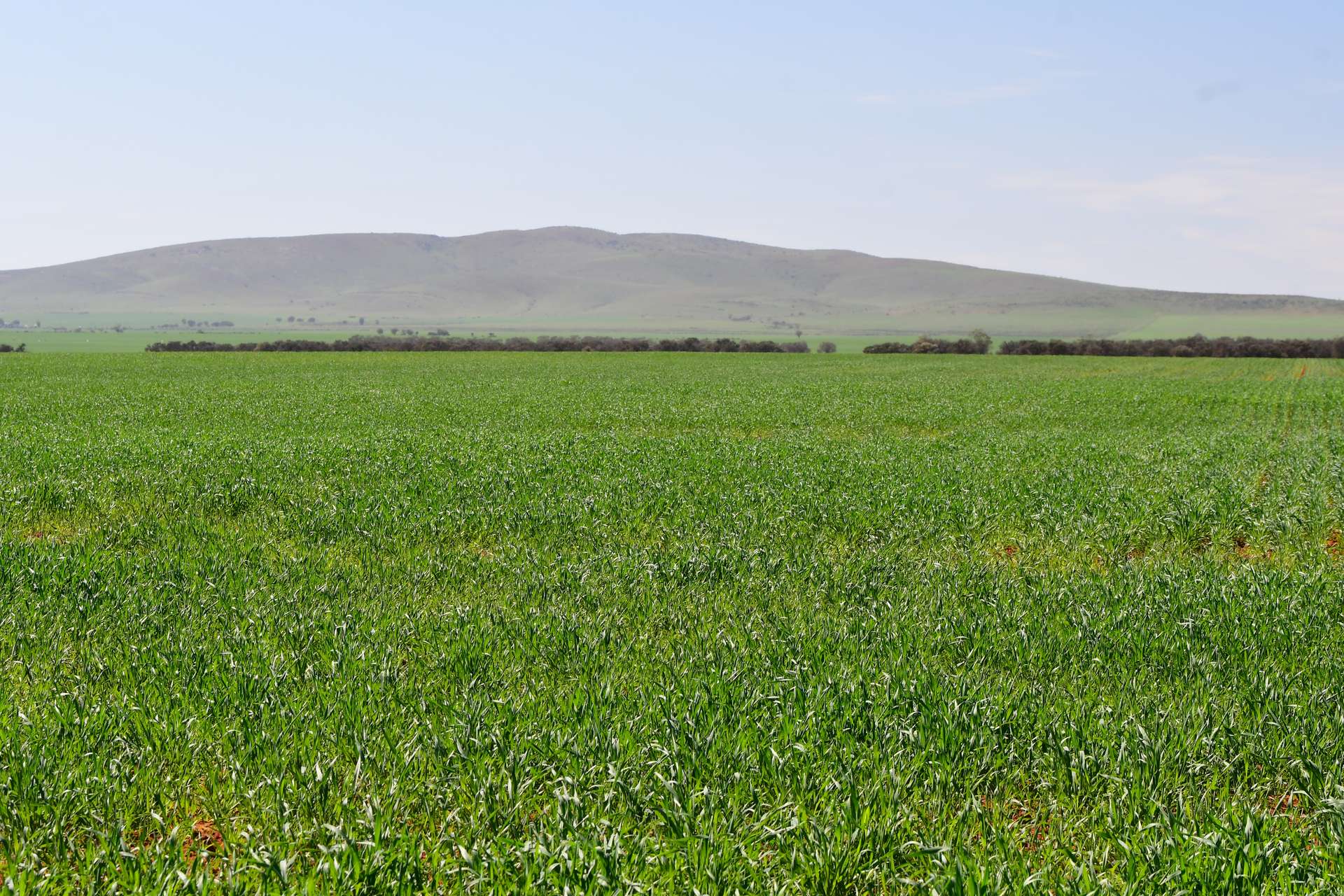 SECTION 121 Orroroo Road, Willowie For Sale by Farmbuy.com - image 2