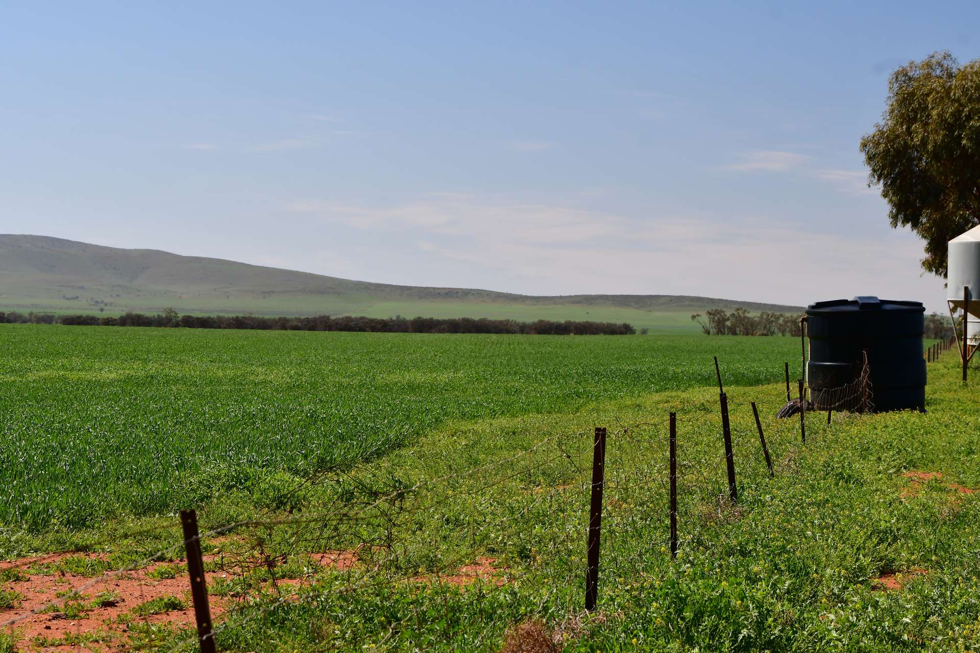 SECTION 121 Orroroo Road, Willowie For Sale by Farmbuy.com - image 6