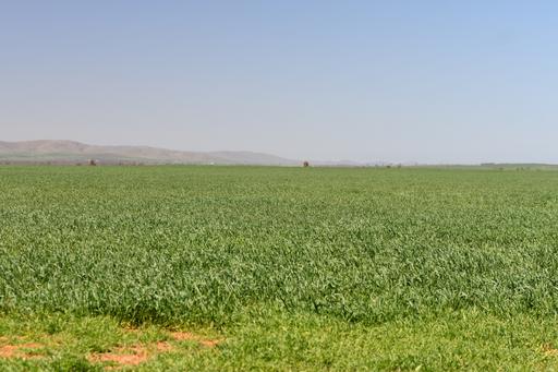 SECTION 121 Orroroo Road, Willowie SA 5431