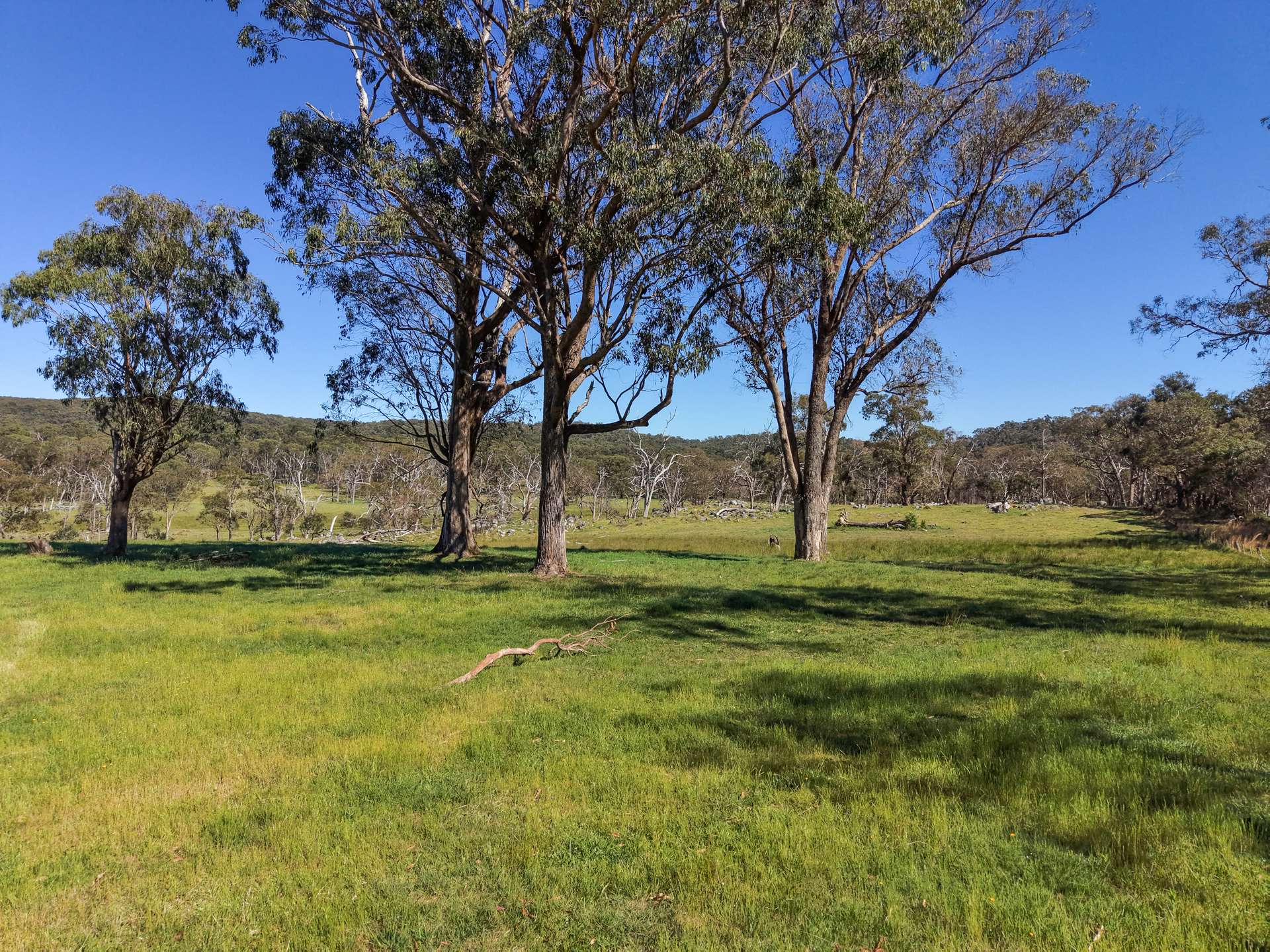2153 Mount Lindesay Road, Tenterfield Sold by Farmbuy.com - image 6