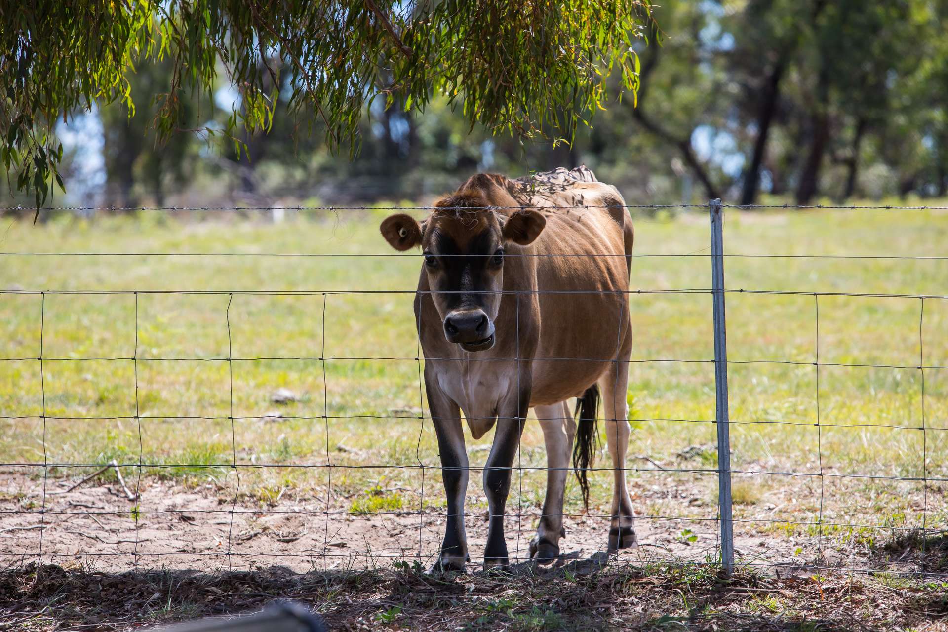 273 Tugalong Road, Canyonleigh For Sale by Farmbuy.com - image 22