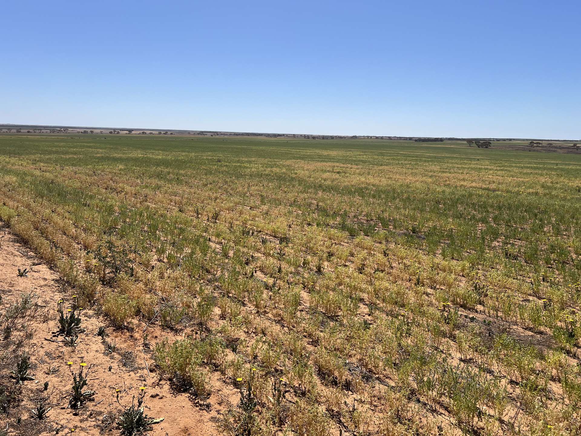 752 Greenways Road, Nildottie For Sale by Farmbuy.com - image 5