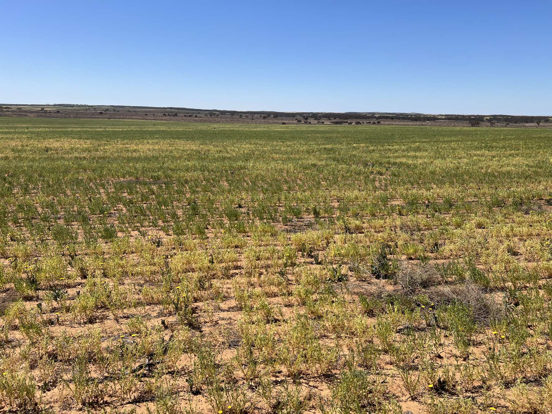 752 Greenways Road, Nildottie For Sale by Farmbuy.com - image 1