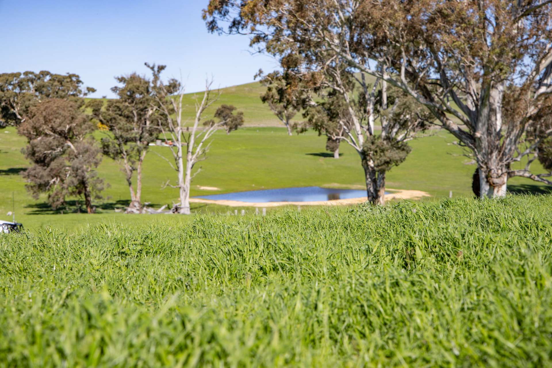 "Cottage Farm" 1001 Cooks Hill Road, Yass Sold by Farmbuy.com - image 8