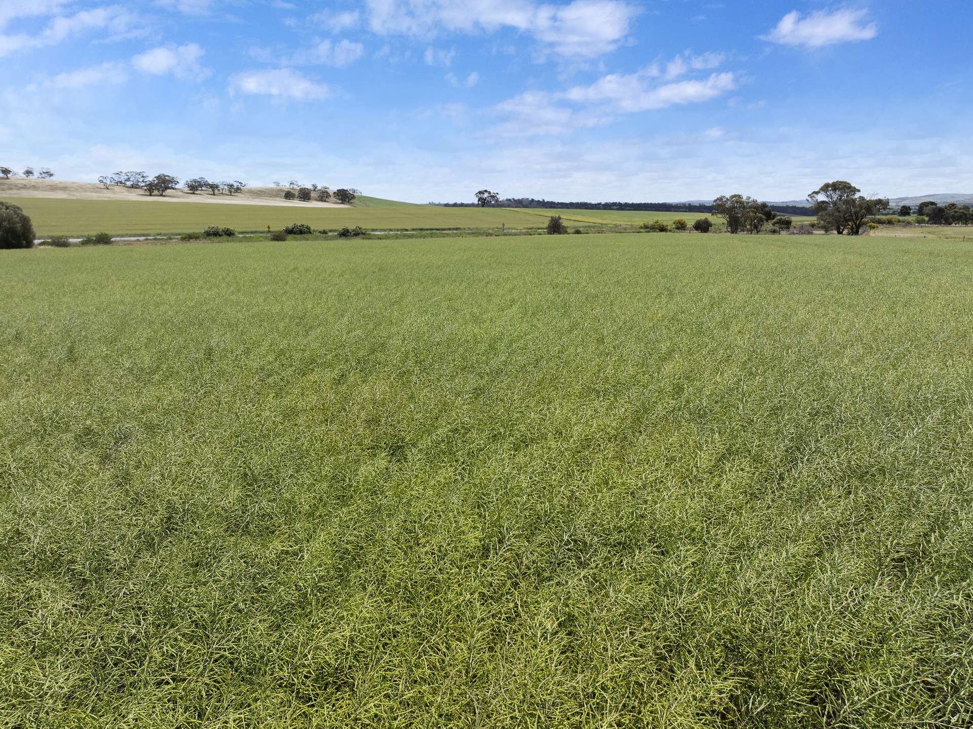 'Parker's' Horrocks Highway, Undalya Sold by Farmbuy.com - image 1