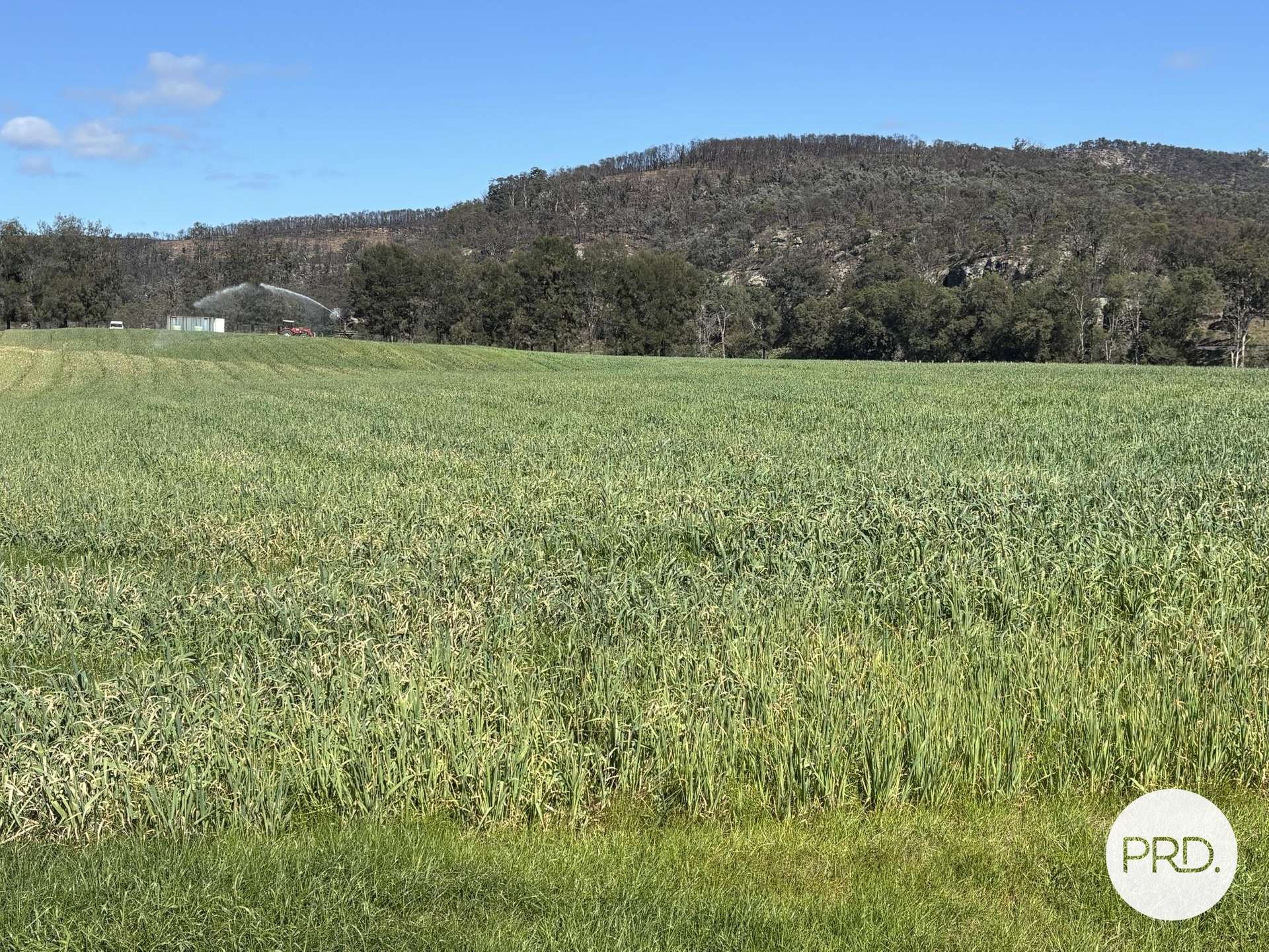 2080 Bylong Valley Way, Baerami For Sale by Farmbuy.com - image 5