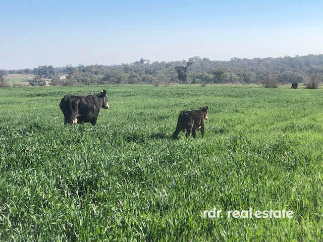 2250 Copeton Dam Rd, Inverell For Sale by Farmbuy.com - image 16