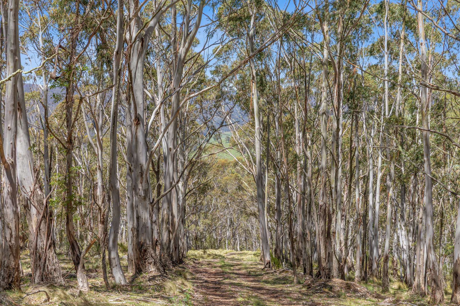 363 Sheepstation Forest Road, Gingkin For Sale by Farmbuy.com - image 18