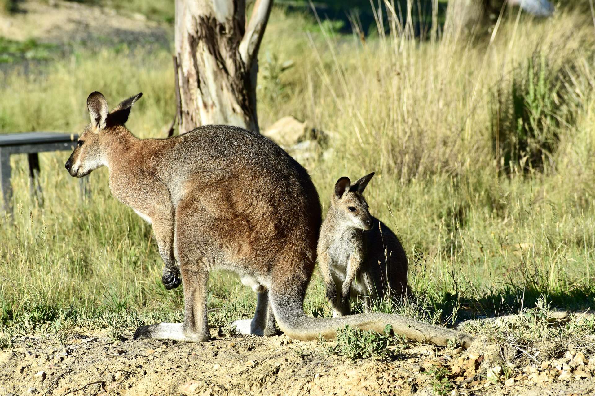 363 Sheepstation Forest Road, Gingkin For Sale by Farmbuy.com - image 22