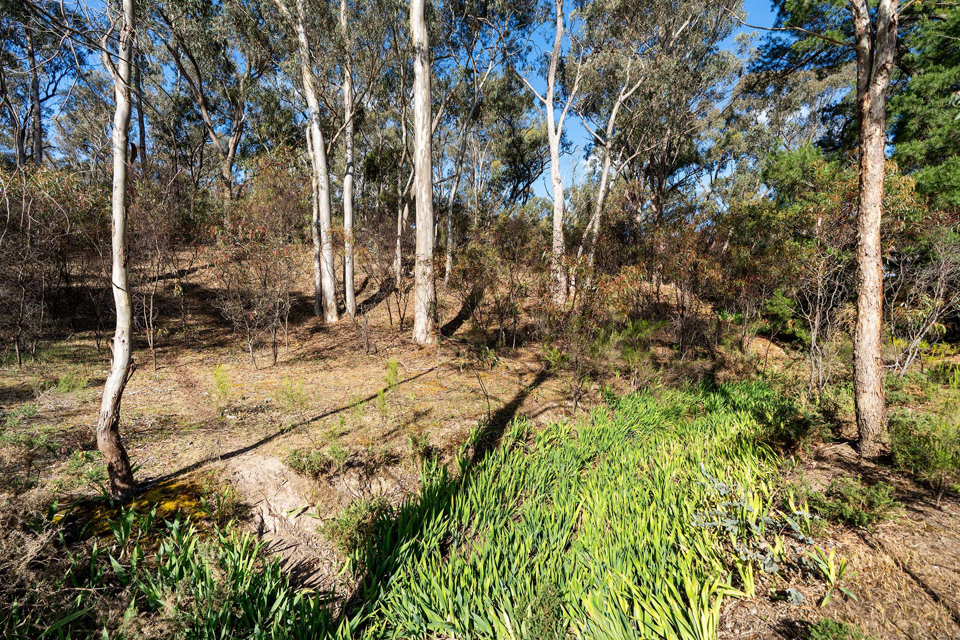 Lot 2, 222 Blakeley Road, Castlemaine For Sale by Farmbuy.com - image 14