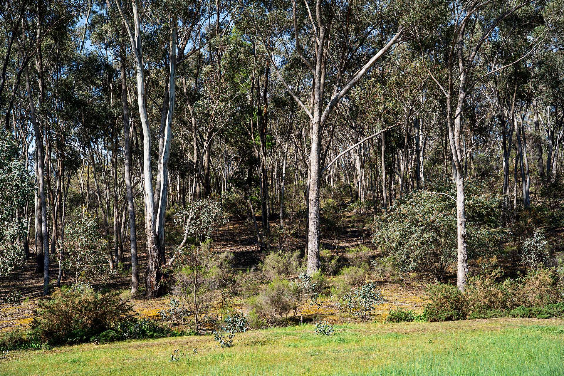 Lot 2, 222 Blakeley Road, Castlemaine For Sale by Farmbuy.com - image 9