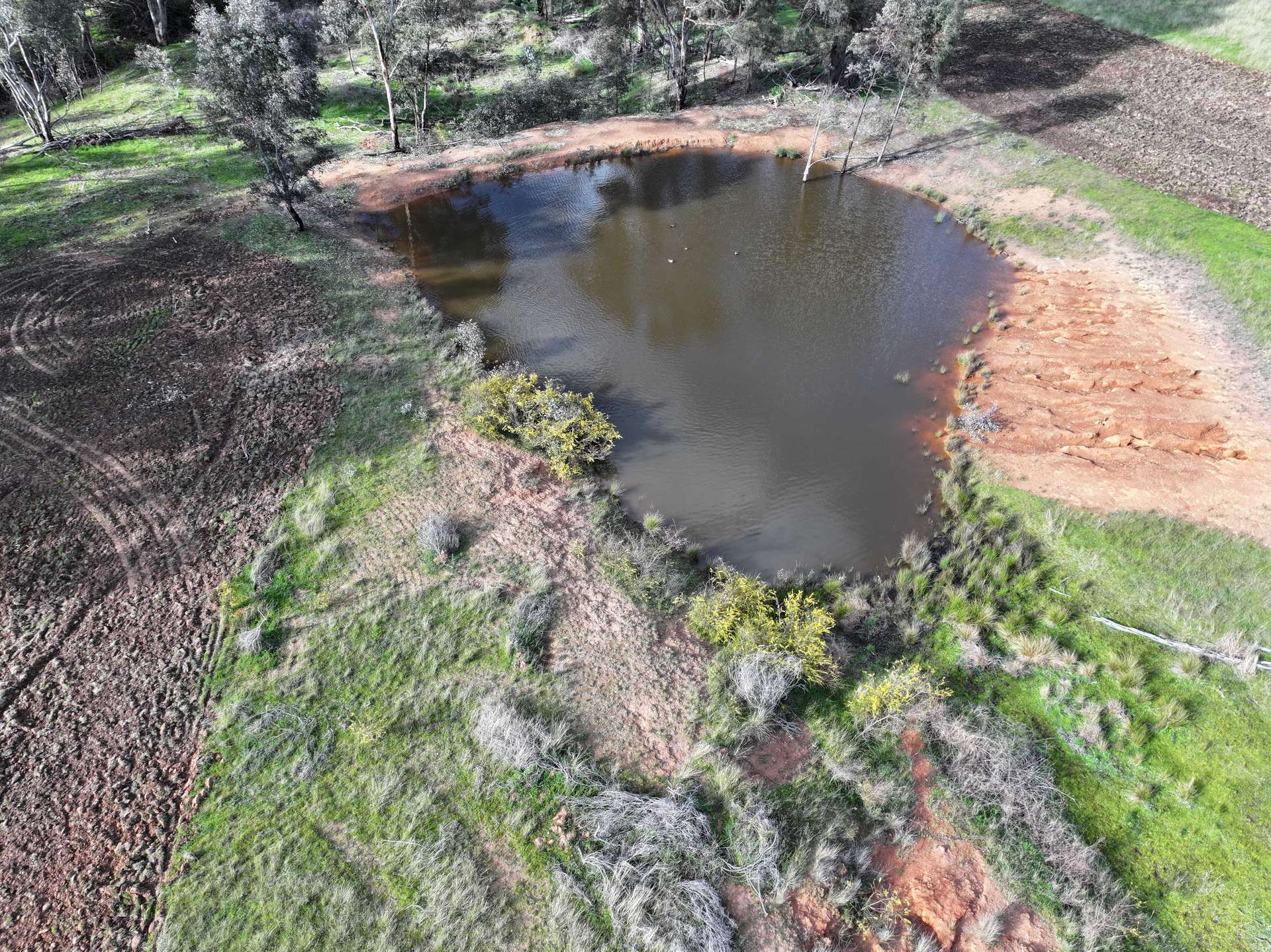 'Rosewood' 850 Pulletop Road, Big Springs For Sale by Farmbuy.com - image 10