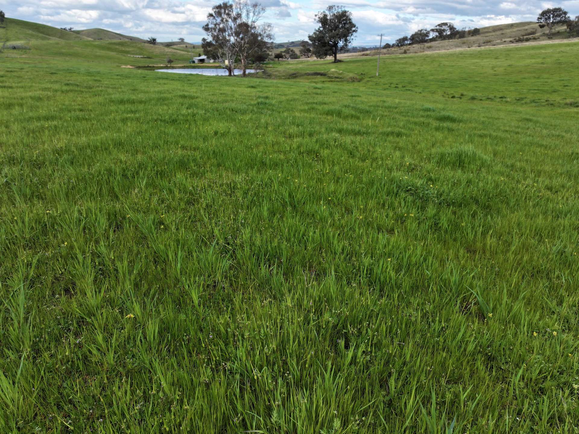 'Rosewood' 850 Pulletop Road, Big Springs For Sale by Farmbuy.com - image 7