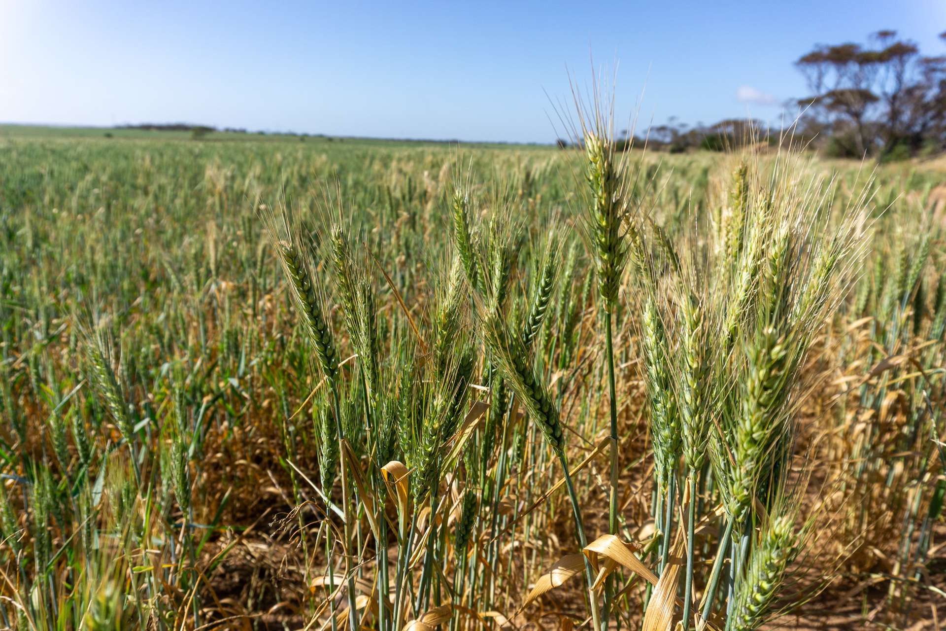 177 Taragoro Road, Rudall For Sale by Farmbuy.com - image 5