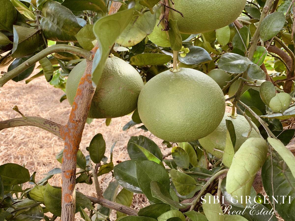 1611 Mareeba-Dimbulah, Arriga For Sale by Farmbuy.com - image 9