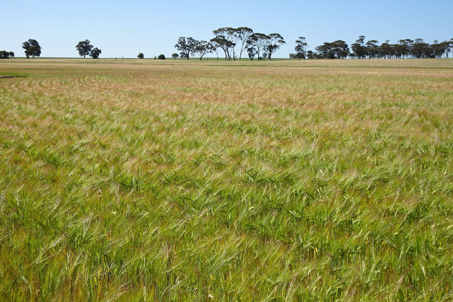 Lot 51 Boyagarra Road, Brookton Sold by Farmbuy.com - image 10