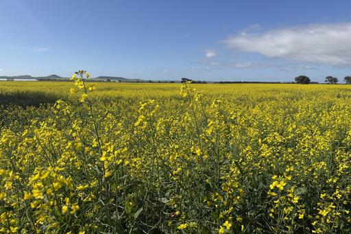 Farm For Sale - WA - Narngulu - 6532 - Strategically located at Narngulu 