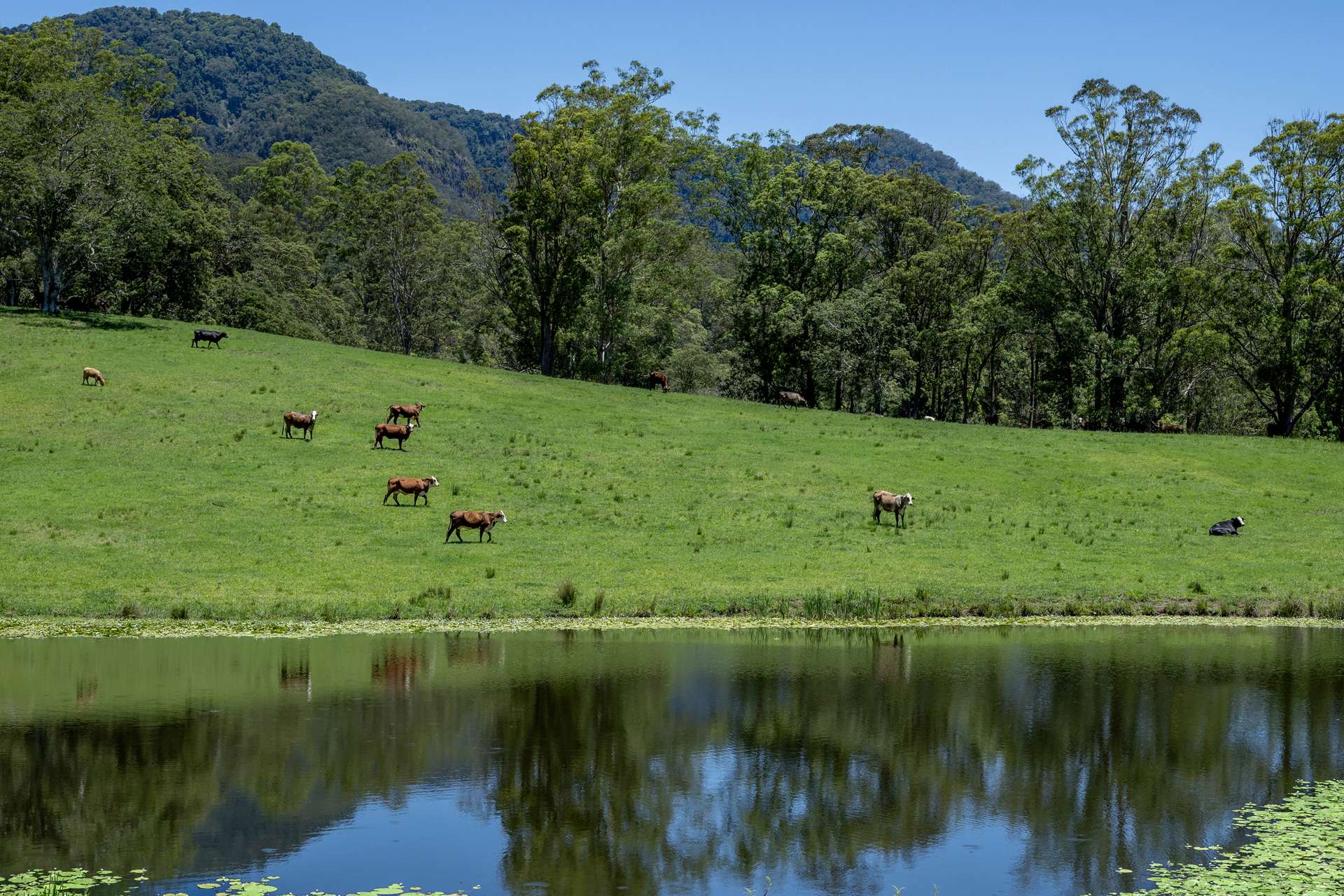 148 Pine Log Road, Doon Doon For Sale by Farmbuy.com - image 3