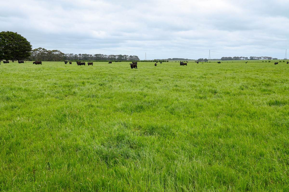 'Laguna' 495 Camerons Road, Woolsthorpe For Sale by Farmbuy.com - image 25